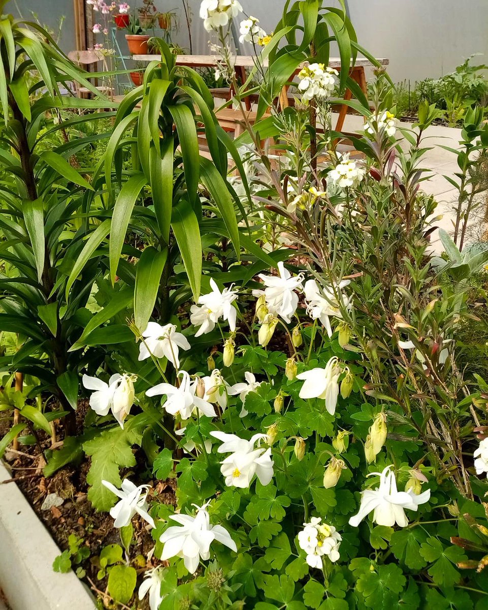 ToonsBridge's tweet image. Beautiful colourful blooms in our garden and polytunnel this weekend in Inchigeelagh 🌸🌺

Our dairy shop is open today and tomorrow from 10am - 6pm 

#westcorkdairy #dairyshop #nature #cork #flowers #toonsbridgedairy #springtime #beautiful