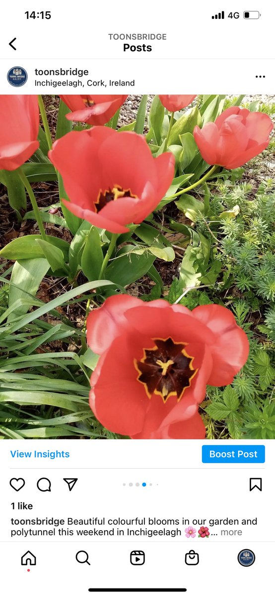 ToonsBridge's tweet image. Beautiful colourful blooms in our garden and polytunnel this weekend in Inchigeelagh 🌸🌺

Our dairy shop is open today and tomorrow from 10am - 6pm 

#westcorkdairy #dairyshop #nature #cork #flowers #toonsbridgedairy #springtime #beautiful