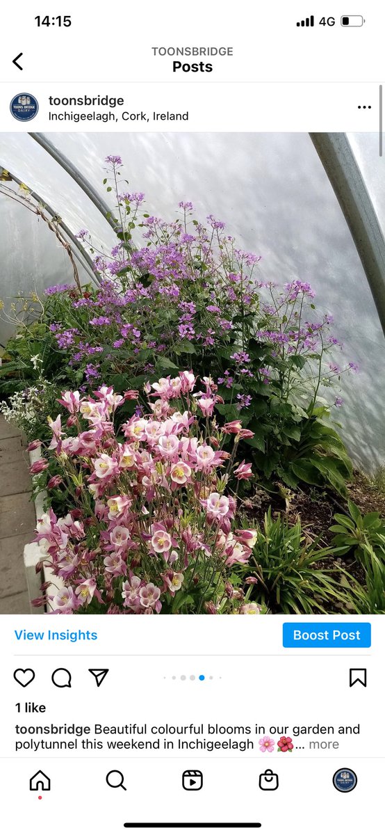 Beautiful colourful blooms in our garden and polytunnel this weekend in Inchigeelagh 🌸🌺

Our dairy shop is open today and tomorrow from 10am - 6pm 

#westcorkdairy #dairyshop #nature #cork #flowers #toonsbridgedairy #springtime #beautiful