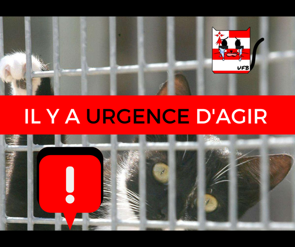 Urgences Fourrières de Bretagne - 1/5
Ce soir, c'est un appel à l'aide que nous lançons.
Ce soir, nous avons plus que jamais besoin de votre aide.
Vous le savez, nous sommes une association, avec des bénévoles qui travaillent d'arrache pied tous les jours pour sauver ces chats.