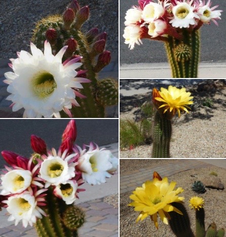 Firecrackers of Excitement

Cacti blooms delight,
ignite desertscape. Create
nature's sculpture.

#HaikuSaturday