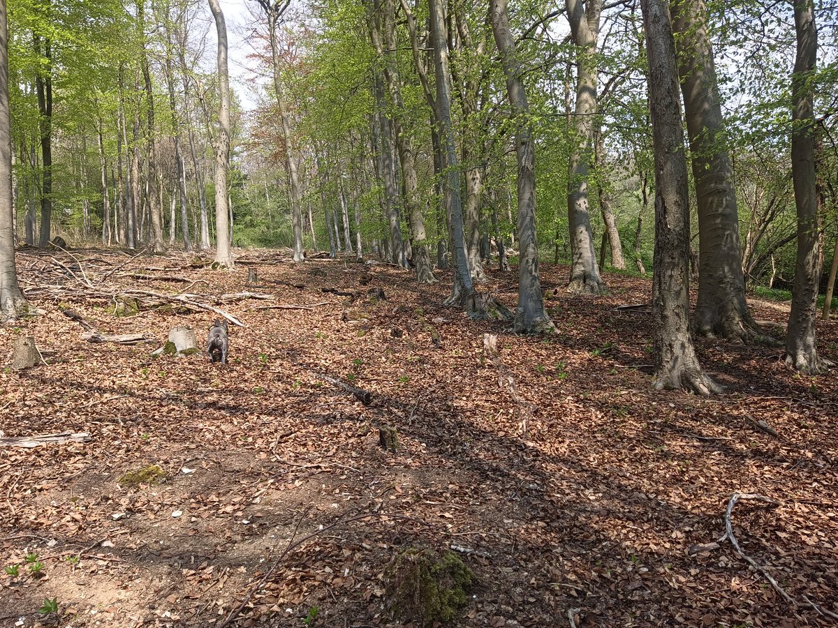ogeerunner's tweet photo. On the plus side. Spot the Spaniel is back. It's a toughie this one #SpottheSpaniel https://t.co/aNDc1kbwfA