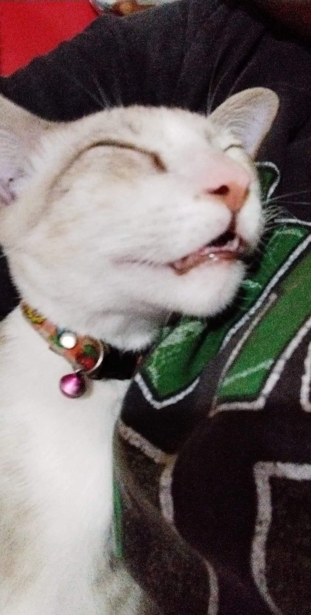 milkm4y's tweet photo. @_thalassic มีแต่แมวเป็นของตัวเอง🐱🐱 https://t.co/Lh2wOQ7niL