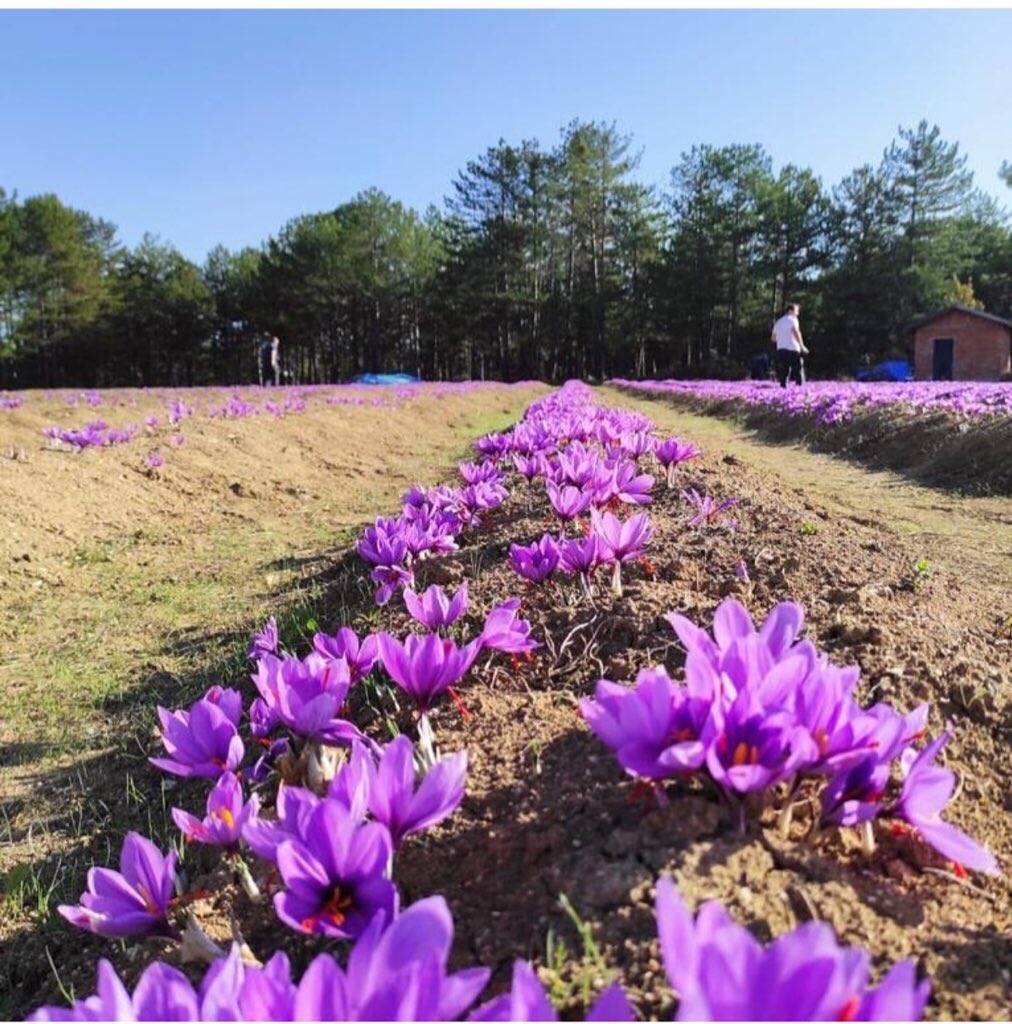 Çiftçilik yapıyoruz eşimle mucize bitki  Safran üretiyoruz 

Ve bu üretime devam edebilmek icin sizlerden destek bekliyoruz 

Veya en azından 1 rt bekliyoruz sizlerden