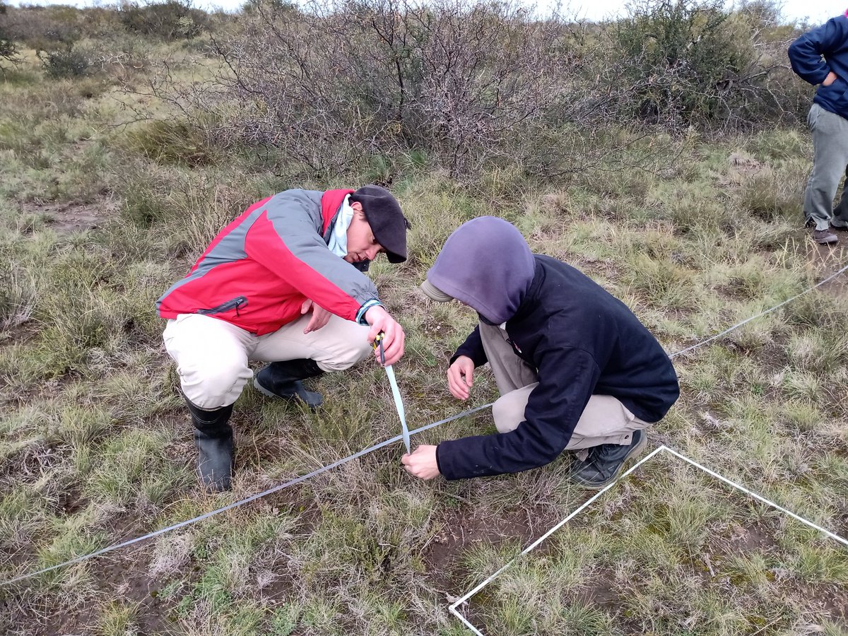Pe_Alejandro07's tweet photo. Un viernes de mucha trabajo de campo. Relevamiento de cobertura arbustiva. En el monte en Patagones BS. As. Adaptando metodología para la mejor representación del paisaje. Gran equipo @intaargentina multidisciplinario con #corfoRC https://t.co/1tcSdNTrjA