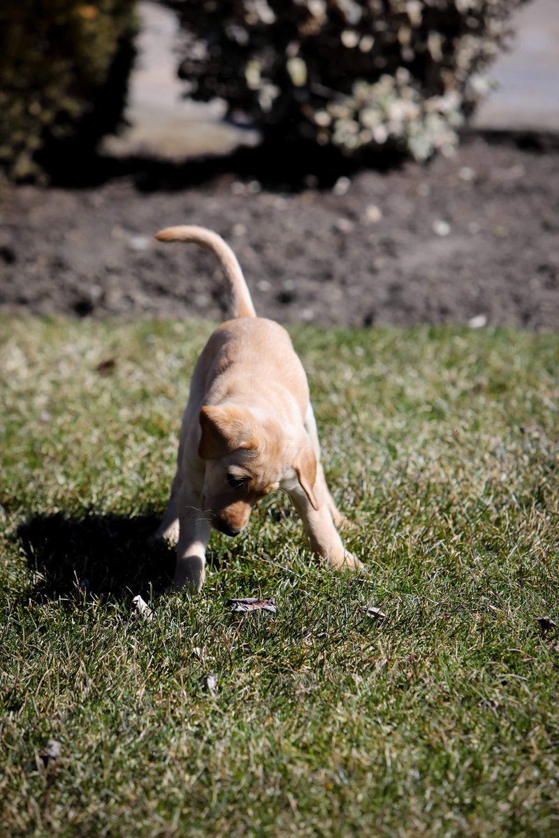 lovewithlabs's tweet photo. I’m a su-paw-star at leaf play #yellowlab #yellowlabradors #puppy #yellowlabsquad #labpuppy https://t.co/iqnWe8U9H6