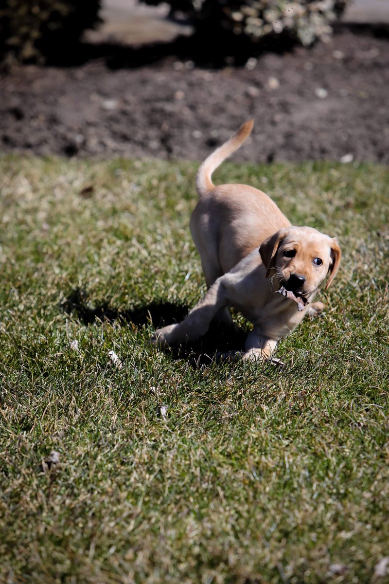 lovewithlabs's tweet photo. I’m a su-paw-star at leaf play #yellowlab #yellowlabradors #puppy #yellowlabsquad #labpuppy https://t.co/iqnWe8U9H6