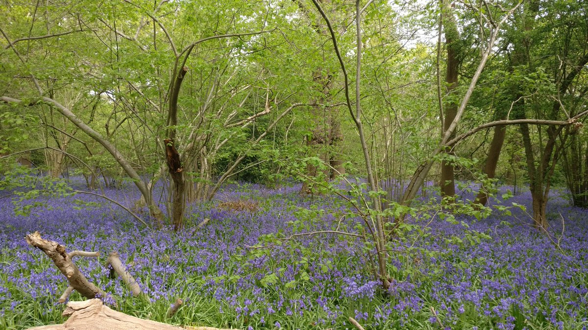 SelborneSoc's tweet photo. "Bluebells like I have never seen. Breathtaking scent, carpet of colour and birdsong" ; "Absolutely amazing"
Thanks @janemiltonfood @photos_by_finch @LindaThePotter @TheAmandaOliver for these comments & impressions!
We're so glad you enjoyed our #OpenMonth ...
#PerivaleWood https://t.co/zWnZYh8hip