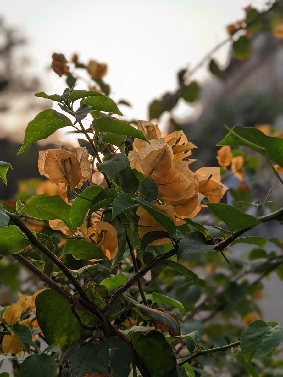 rakesh_botadkar's tweet photo. #EarthDay2022 #Shotonpixel3 #teampixel Nuf said... https://t.co/bbzkoYxZCN