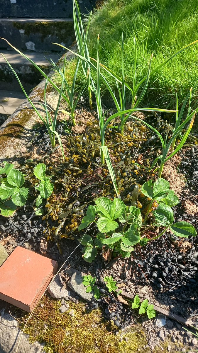 Mixed cropping, garlic,strawberries and seaweed for food and slug defence! <a href="/curvedflatlands/">Geoffrey Squire</a> <a href="/AgroEcoAtJHI/">Pete Iannetta</a> <a href="/Plant_Ionome/">Paula Pongrac</a>
