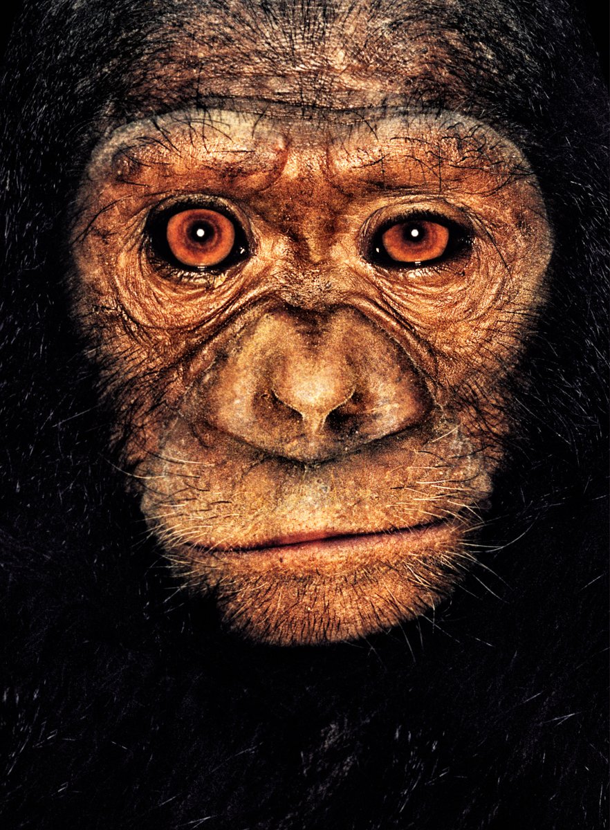 ART3io's tweet photo. Gn from Katie, the lonely chimpanzee from Cameroon. Whilst taking a portrait of another chimp, Katie came and bit @mollisonJames on the back of the leg.
Last sold 0.9 Ξ © James Mollison @MollisonJames
#JAPES #JapeIn @JennyMetaverse @opensea https://t.co/1PsPgtgXJC https://t.co/VbxdgIXx1D