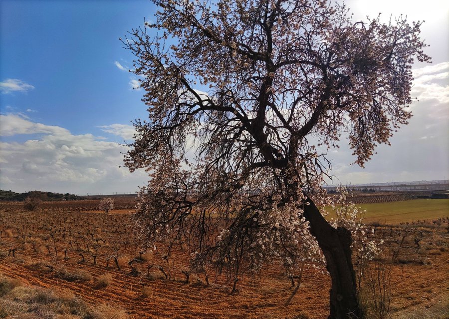 En el tiempo en que nuestra vida se va
y se desgarra la estructura del cuerpo,
no debemos dirigir nuestro pensamiento a otro lugar
que no sea Dios.

+ San Jerónimo -ep consol

F: <a href="/TrajanoSau/">Trajano</a> 
#esperanzaEnCristo #consueloEnCristo #caminoDePlenitud #confianzaEnDios