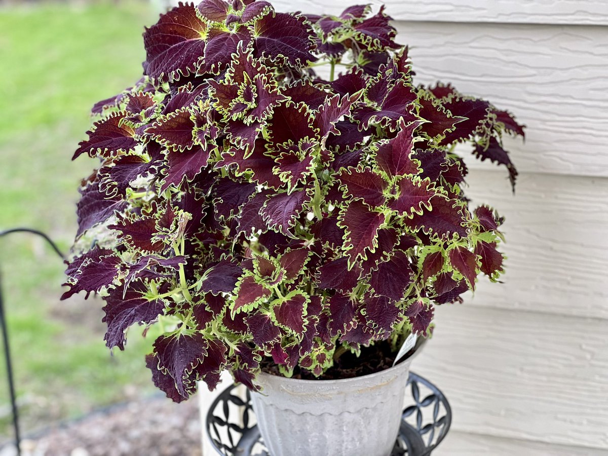 GeekGarden's tweet photo. Bought this girl last summer. Brought her inside in November, trimmed her down, gave her an occasional drink… now she’s back outside in my rear patio. Buffalo, NY
#coleus #SaturdayMorning #nature #GardeningTwitter #thegardengeek https://t.co/J5y51xNFij