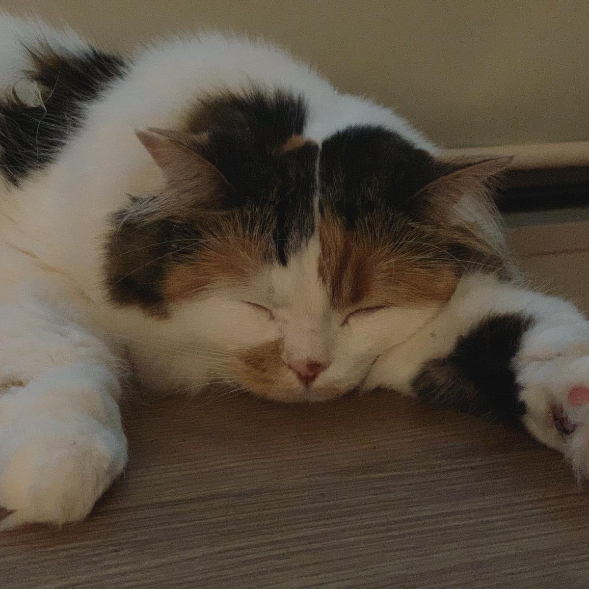 chamama_cat's tweet photo. ねむくて半目になっちゃうちゃま

 #猫  #cat  #ラガマフィン https://t.co/pjWQvnId37