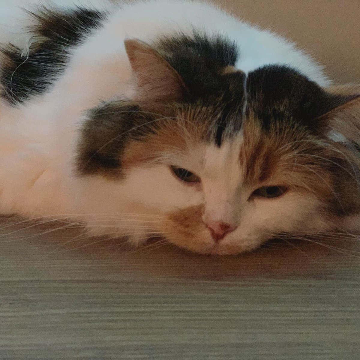 chamama_cat's tweet photo. ねむくて半目になっちゃうちゃま

 #猫  #cat  #ラガマフィン https://t.co/pjWQvnId37