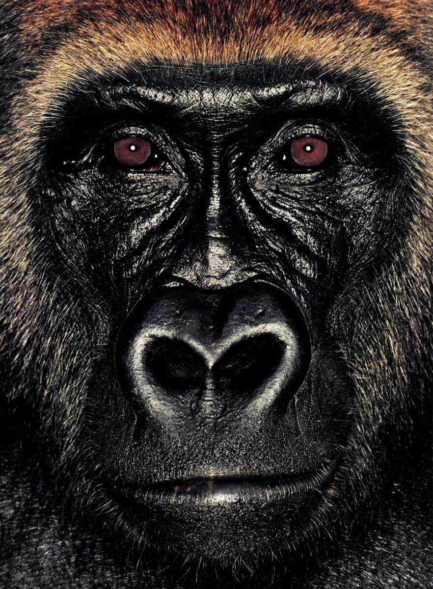 ART3io's tweet photo. Gn from Koto, the observant gorilla with an incredible brown mane. @MollisonJames trekked for two days to find the group Koto was a part of.
Last sold 0.9 Ξ © James Mollison
#JAPES #JapeIn @JennyMetaverse @opensea https://t.co/S7VCIPcE6C https://t.co/l0DlQjJ1dU