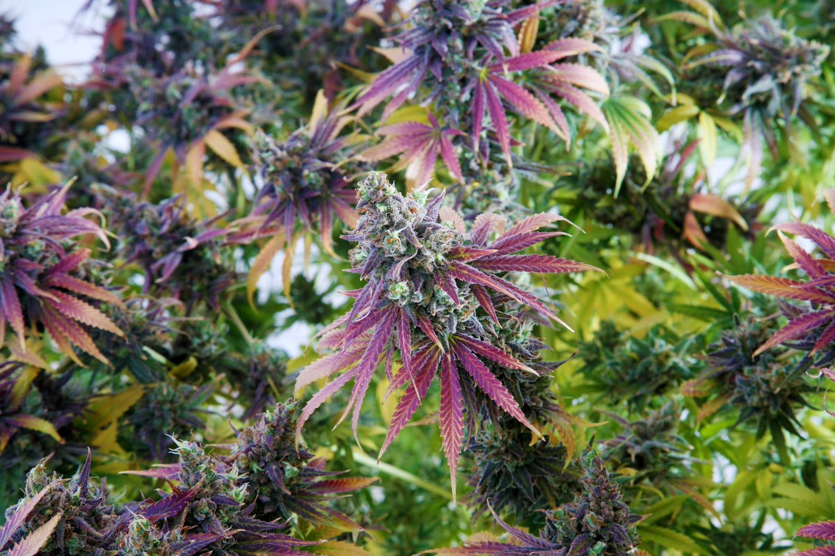 WeedOrganic's tweet photo. Happy Earth Day from WeedOrganic! 🌿 Our mission is to guide customers to find organic cannabis products grown with natural and sustainable principles with no synthetic pesticides or fertilizers.  https://t.co/0eLva2fc5I #earthday #organic #organiccannabis #organicweed https://t.co/ZWgfUfxtMF