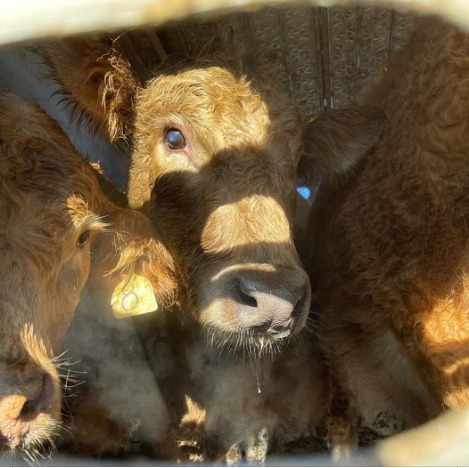 farmedanimals's tweet photo. Toronto slaughterhouse. "Last touch of sun ever, through the air holes of the trailer". Photo also Pia Sarker https://t.co/IshQONBjsP
