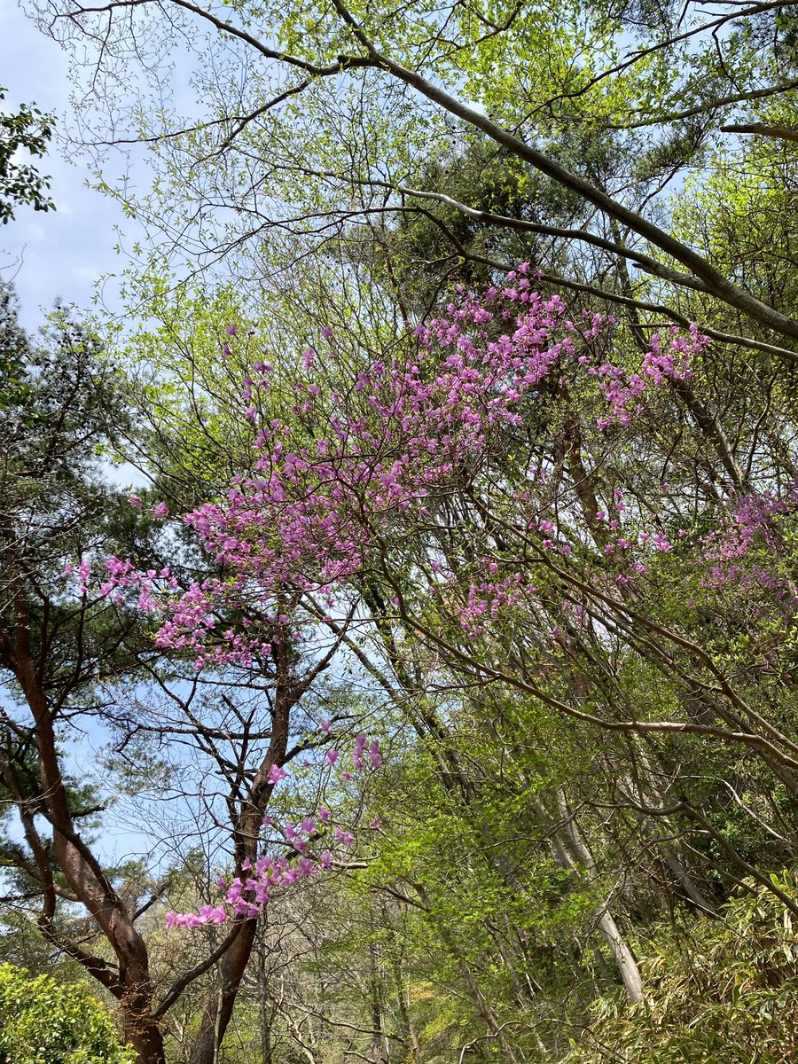 oit_wv's tweet image. 今日は新年度の初登山として、六甲山に行ってきました！！
途中しんどい場面もありましたが、無事に登頂し、下山することができました！

来月も日帰り登山を行う予定です⛰
興味のある方は是非 部室まで来て下さい
質問や気になる事があれば、DMまたは返信欄まで！

#大工大
#大阪工業大学
#ワンゲル