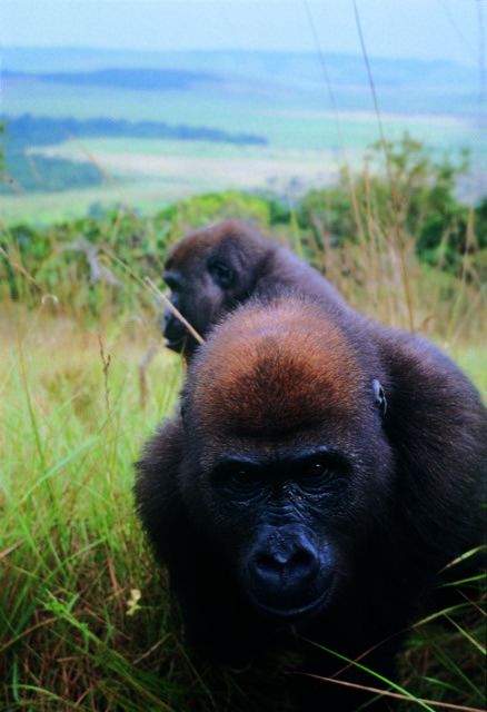ART3io's tweet photo. Gn from Koto, the observant gorilla with an incredible brown mane. @MollisonJames trekked for two days to find the group Koto was a part of.
Last sold 0.9 Ξ © James Mollison
#JAPES #JapeIn @JennyMetaverse @opensea https://t.co/S7VCIPcE6C https://t.co/l0DlQjJ1dU
