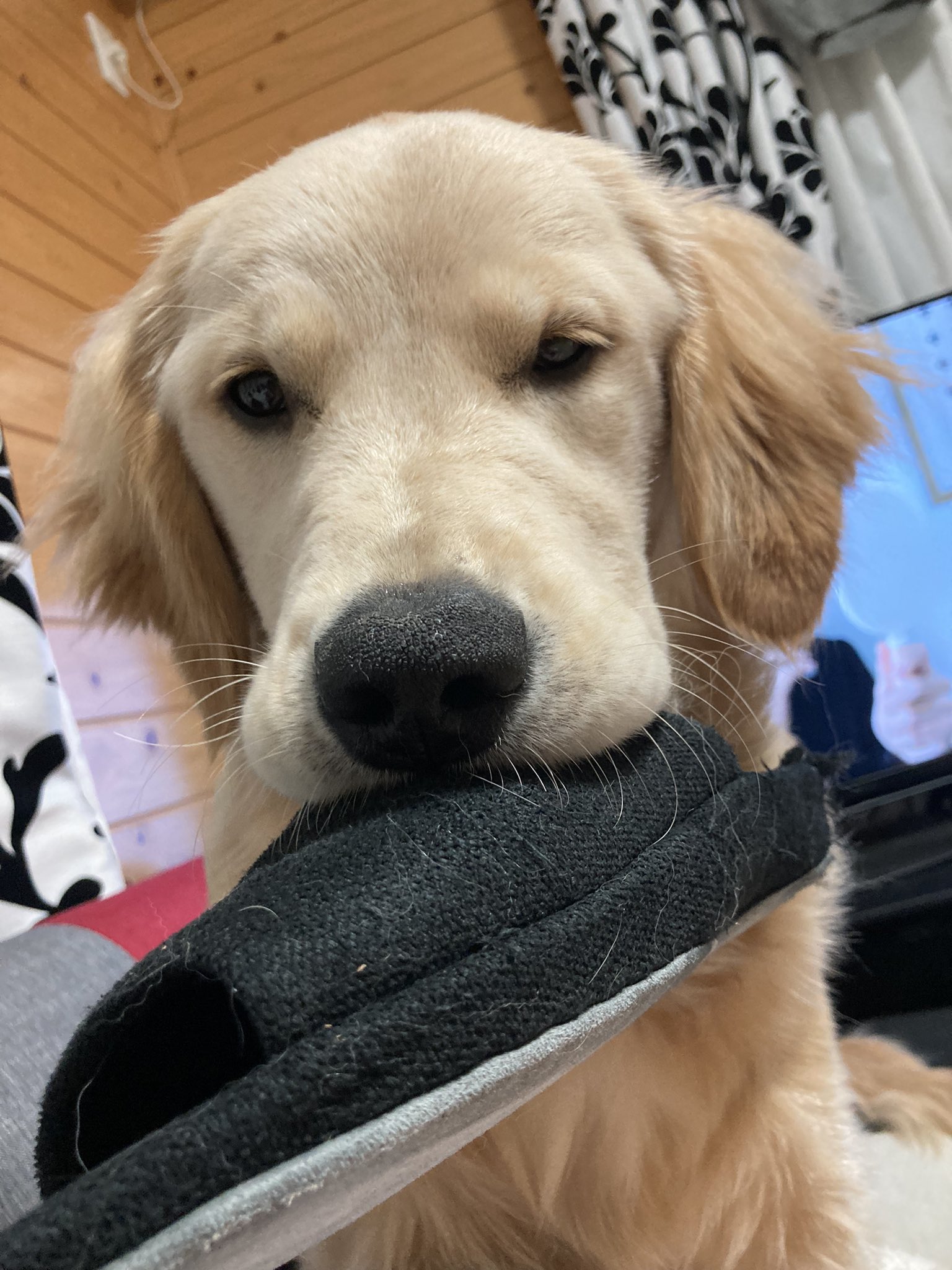 犬と子供のいる生活 Twitter Search Twitter
