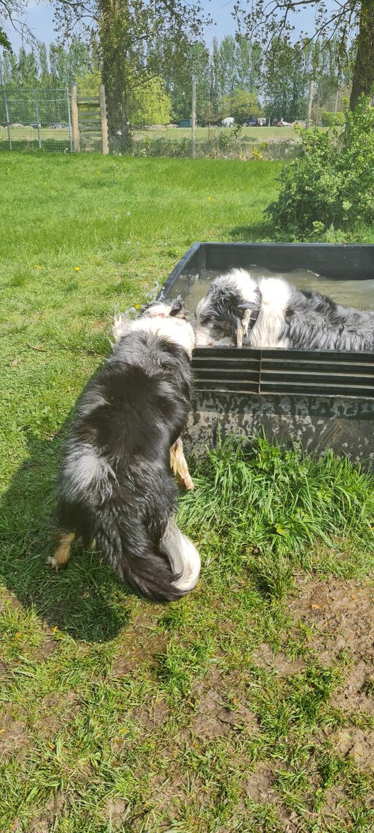 BCBruvz's tweet photo. #ZSHQ @ZombieSquadHQ Privates Thor &amp; Loki repawting for duty Raaa https://t.co/EhG72klrdY