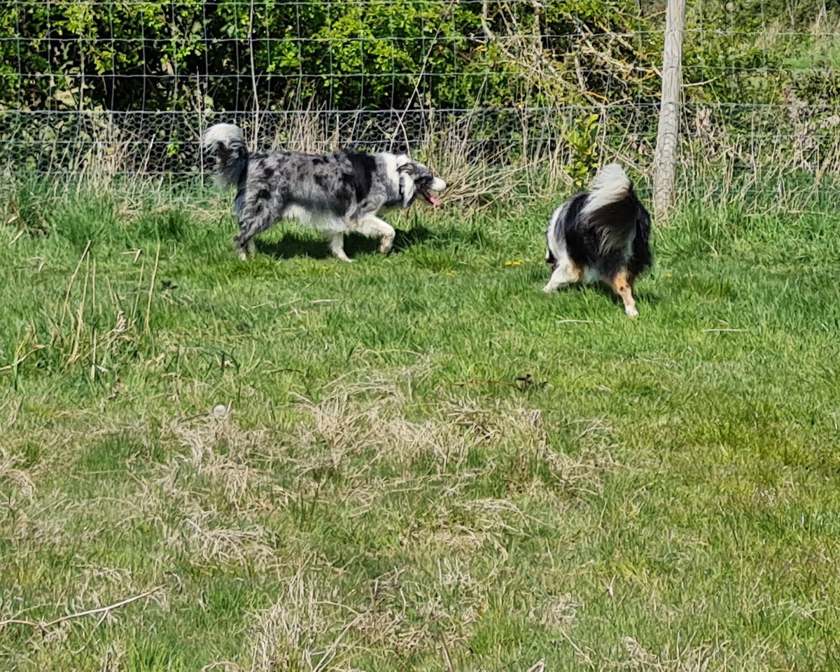 BCBruvz's tweet photo. #ZSHQ @ZombieSquadHQ Privates Thor &amp; Loki repawting for duty Raaa https://t.co/EhG72klrdY