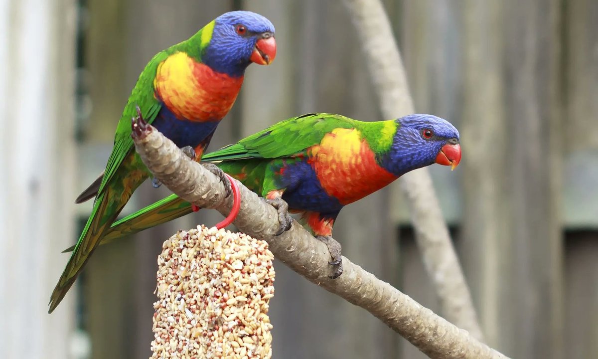 VisitStAugustine tweet media