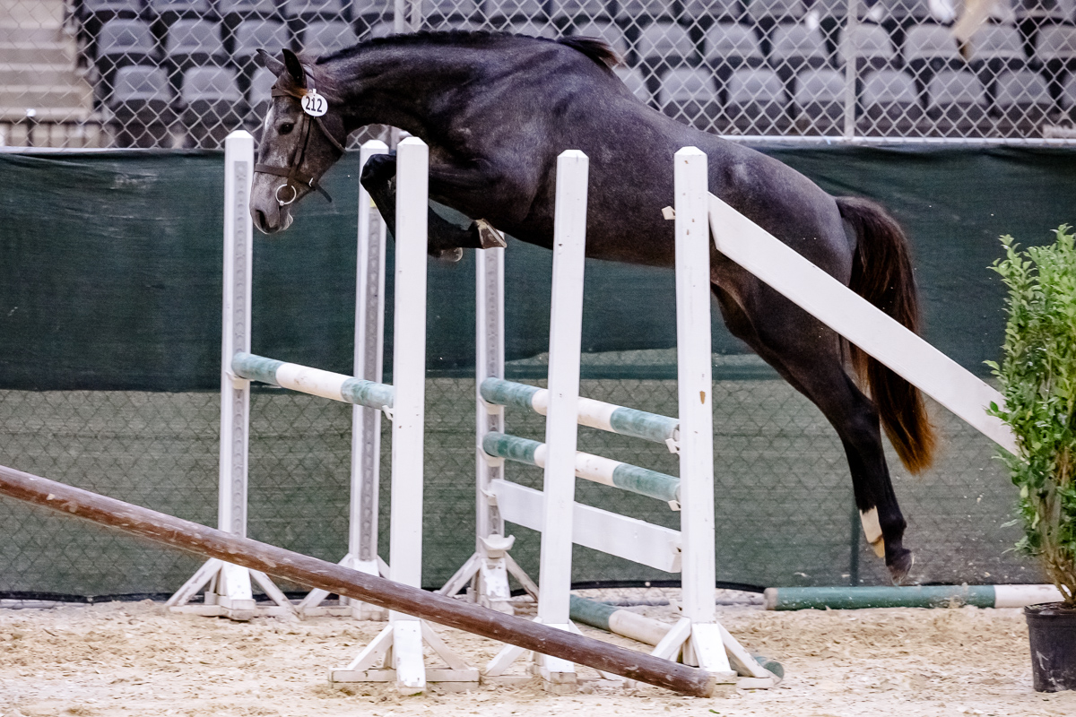 Red Top Farm Offers Quality Young Horses For Sale - mailchi.mp/m4eq/red-top-f…