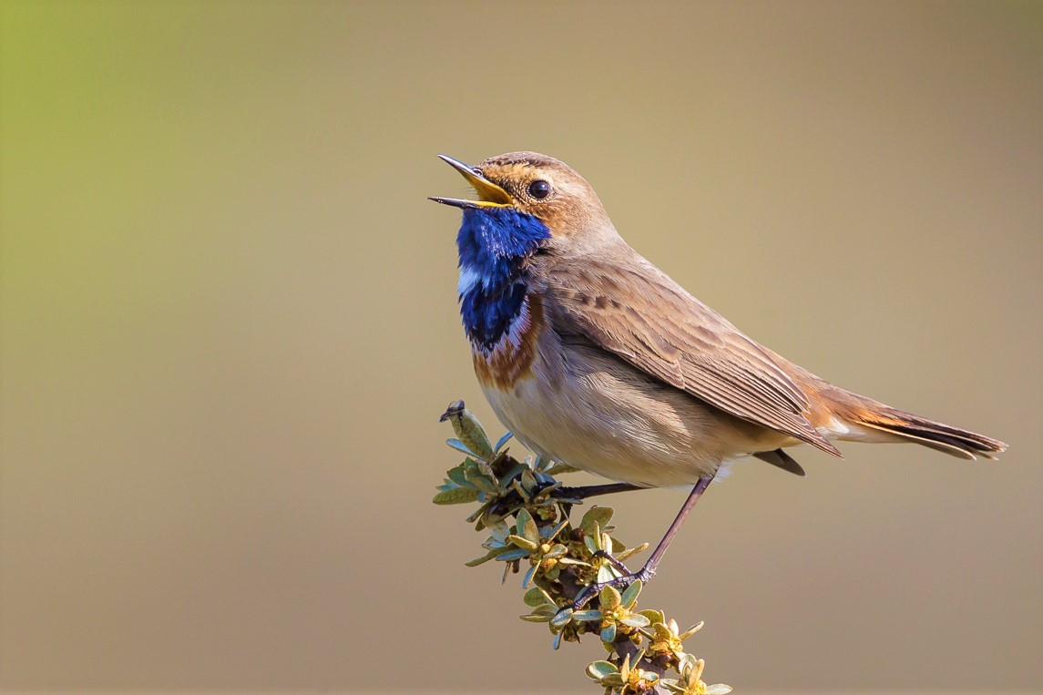 Gijsbert van der Bent tweet media