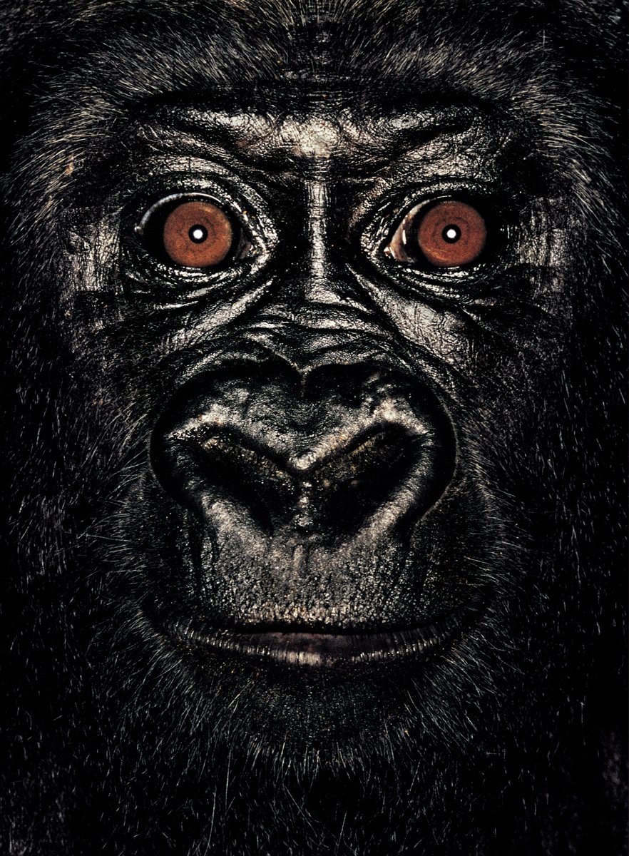 ART3io's tweet photo. Gn from Helene, the affectionate, black-maned gorilla who'd rather play with Mollison than have her photograph taken.
0.75 Ξ © James Mollison
#JAPES #JapeIn @JennyMetaverse @opensea @MollisonJames https://t.co/vYIiKsD9x9 https://t.co/AShXuDsEDJ