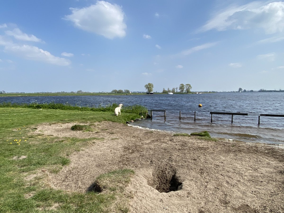 Heerlijk buiten op het strandje. Wel jammer van de wind maar Rex heeft genoten. ❤️🤪⛅️ #buiten #dogsoftwitter #GoldenRetrievers