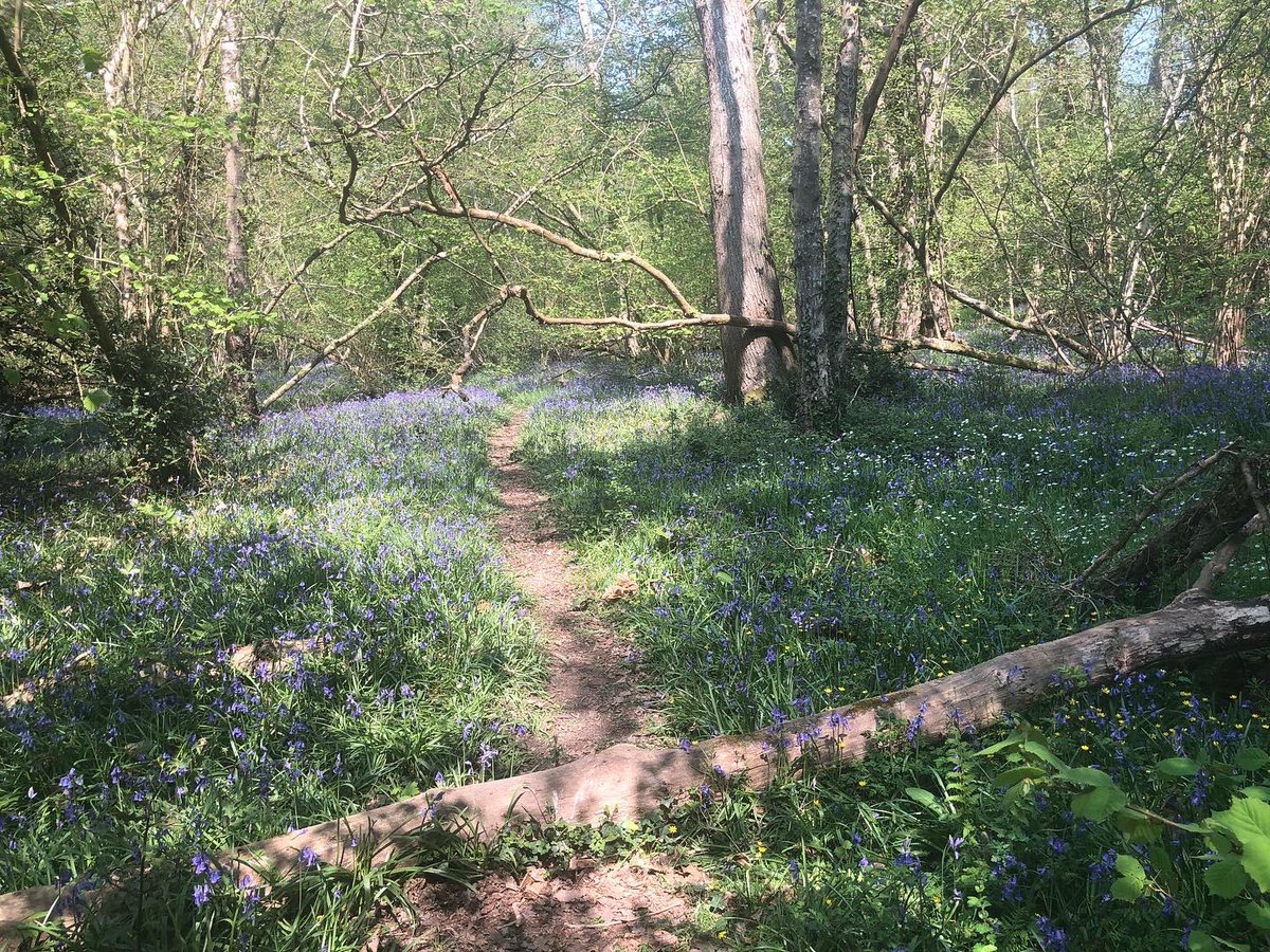 BinstedVillage's tweet photo. Woods today! #SaveBinsted #EarthDay2022 #ArundelBypass https://t.co/7syQhQSNAf