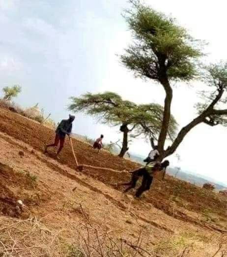 TedDyAMosIsa91's tweet photo. Boraana 😰

Maalo ummata Boraanaf sagalee haa tannuuf. Sababa hongeetiin horiin jalaa waan du'eef ofiin qotachaa jiruu. Beeli akkana waggaa 40 keessatti lafa Boraanarratti mul'atee hin beeku. Kanaaf mee maalo hundi keenya uummataa keenyaa beelaa'a jiruuf haa birmaannu! https://t.co/aDe3xFEQ5r