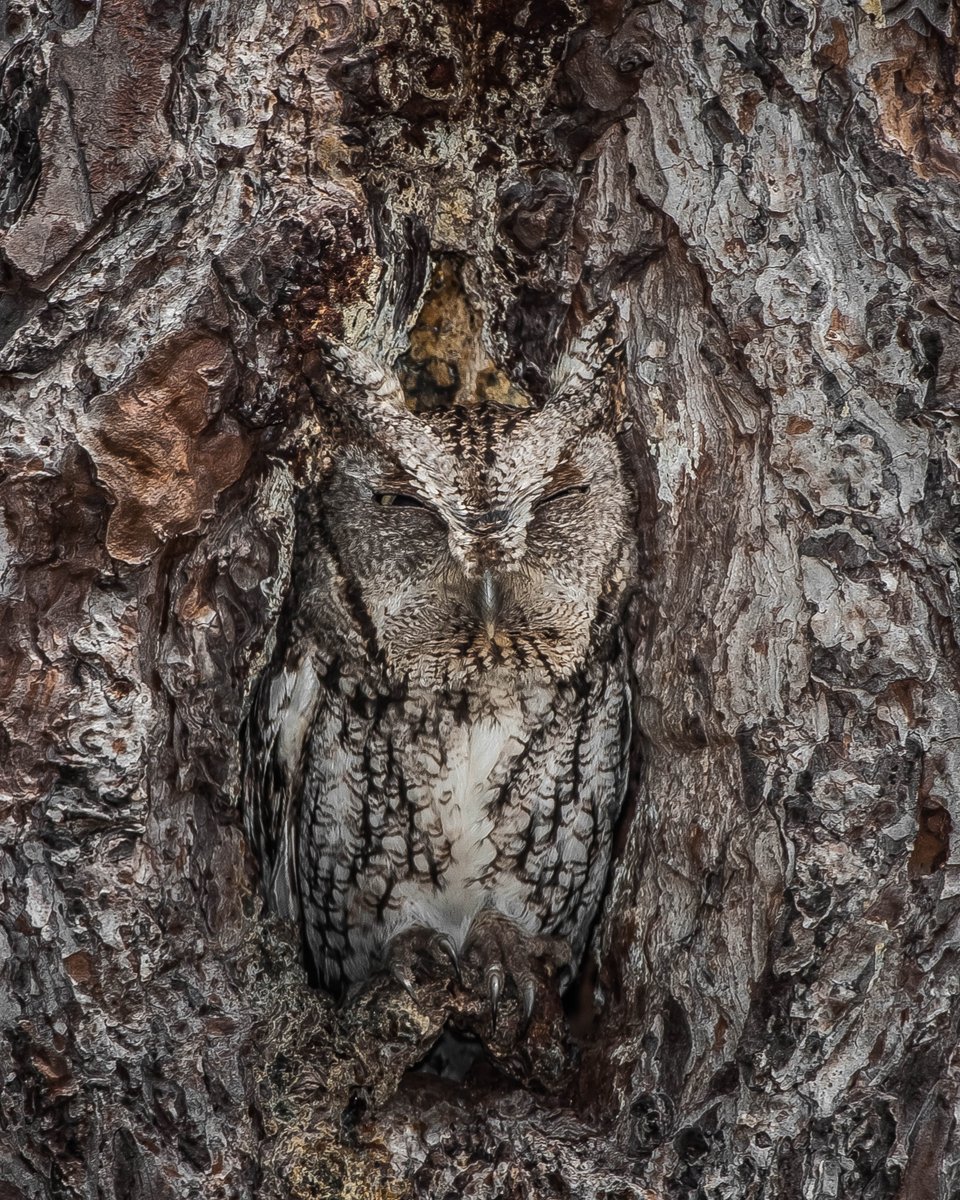 The eastern screech owl is a master of disguise. You better have a sharp eye to spot these birds of prey, which like to nest in tree cavities. 

Photo at Okefenokee National Wildlife Refuge by Graham McGeorge