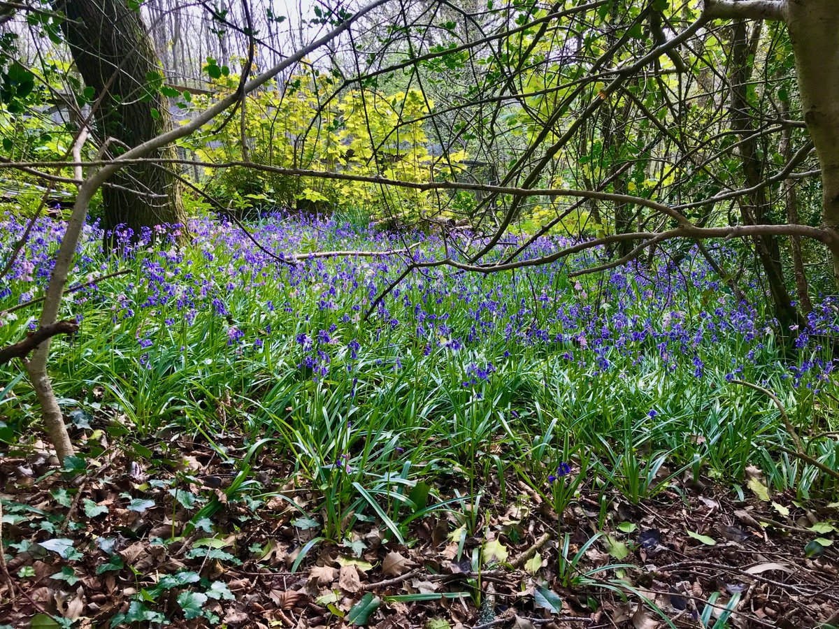 Spreacombe's tweet photo. Bluebells looking stunning this week 
#Spreacombe #Woolacombe #bluebells #selfcatering #walkingholiday #dogfriendly #Devon https://t.co/6JyRrtcLxN