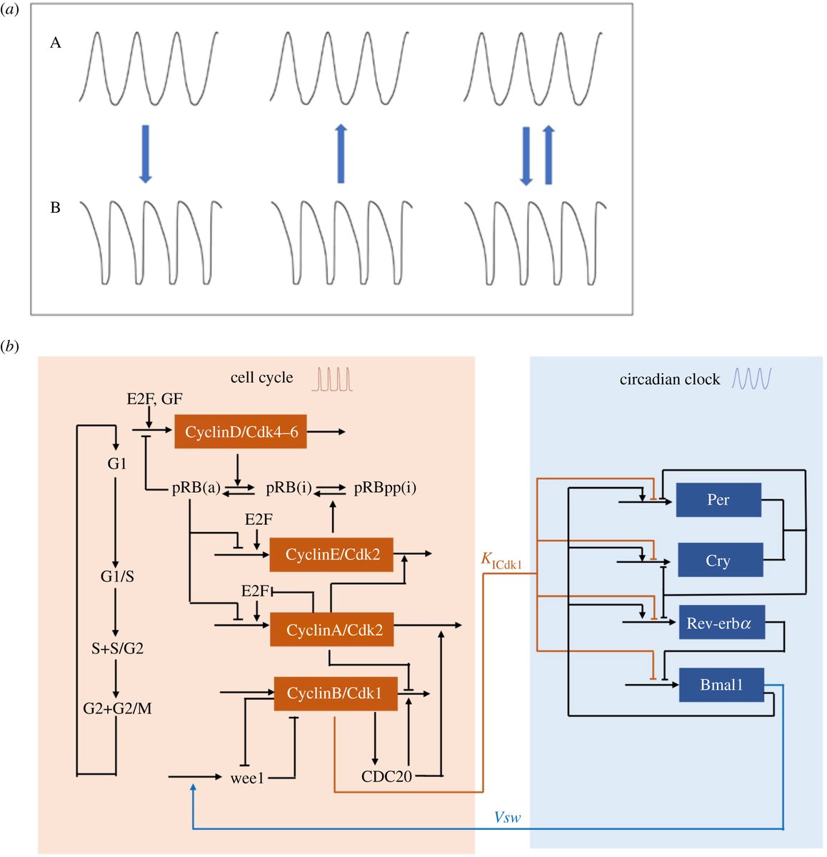 #InterfaceFocus has recently published Part I of a new issue which brings together articles on time-keeping &amp; decision-making in living cells: ow.ly/ozJC50IOIag <a href="/csikasznagy/">Attila Csikasz-Nagy</a> <a href="/PazmanyU/">PPCU</a> <a href="/ULBruxelles/">Université libre de Bruxelles</a> <a href="/kaistmath/">KAIST 수리과학과</a> <a href="/TheCrick/">The Francis Crick Institute</a> <a href="/MDC_Berlin/">Max Delbrück Center</a> <a href="/fubis_berlin/">FUBiS</a>
