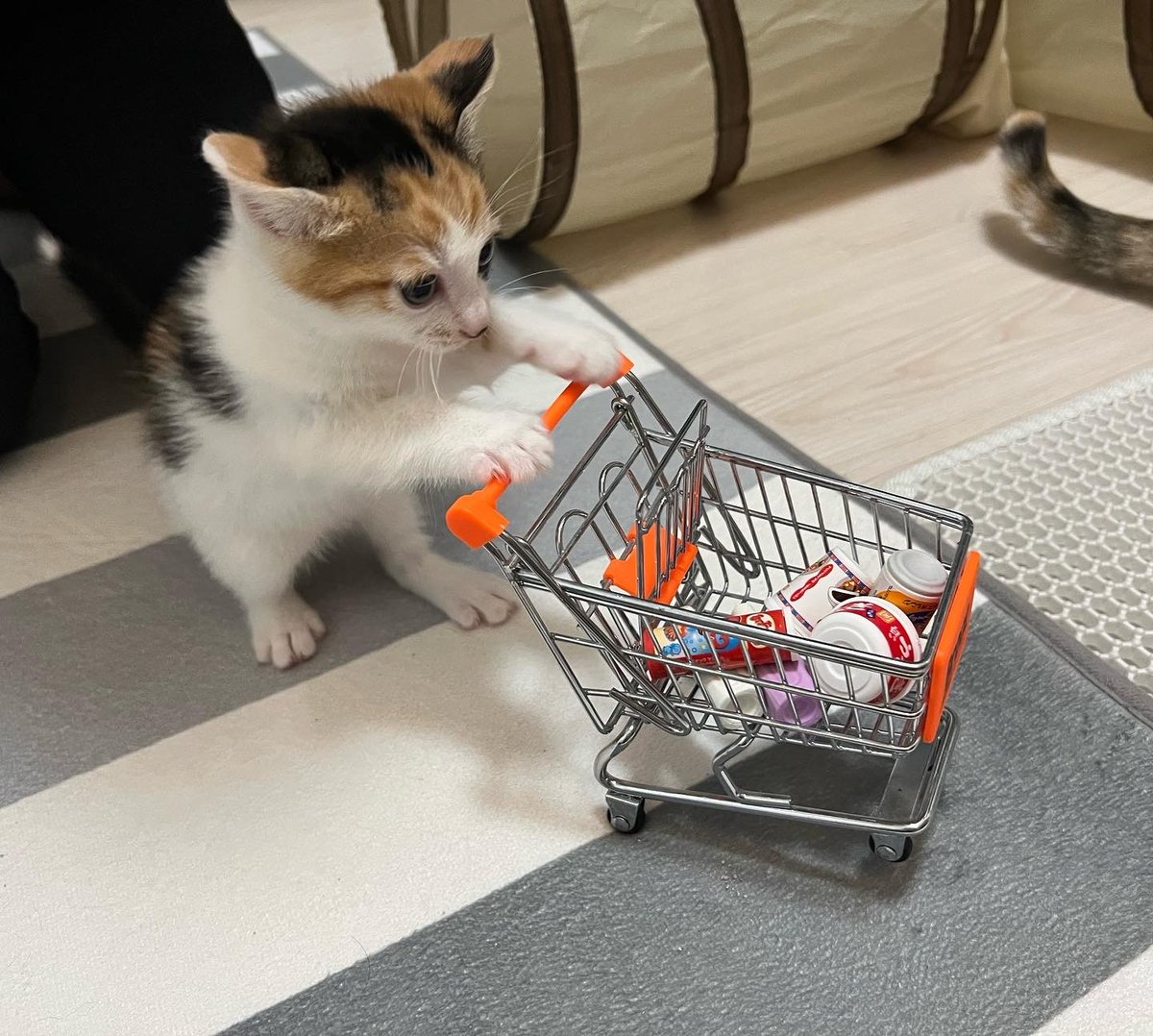 시발 귀여워서 기절
 아줌마 카드 써 

cafe.naver.com/ilovecat/71716…