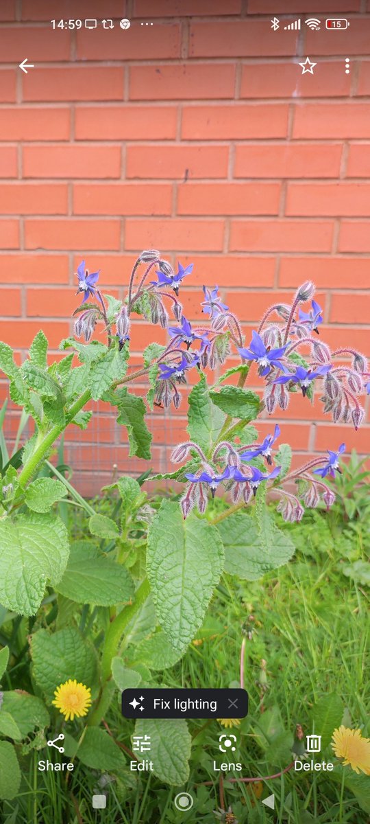 ManchesterAcad3's tweet photo. So happy to see Borage on the school allotment to encourage the bees @gardenorganicuk @phdodd @HHBeekeeping @schoolgardens @RHSSchools @HeadGardenerLC @McrAcademy @rekha181 #gardening #pollinators https://t.co/eRZYwGofZ3