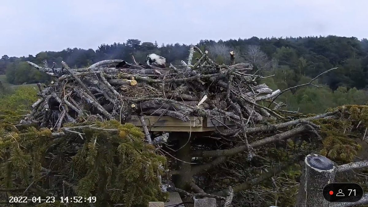 harbourbirds's tweet photo. We’re pretty sure CJ7 has just laid her first egg!!! This is such a massive moment for the project! https://t.co/2iVyMG7ga7 @timmackrill @RoyDennisWF @OspreyEurope @RSPBArne @DorsetBirdClub @BirdGuides @Bournemouthecho @ChrisGPackham @MeganMcCubbin https://t.co/P9909QCQJf