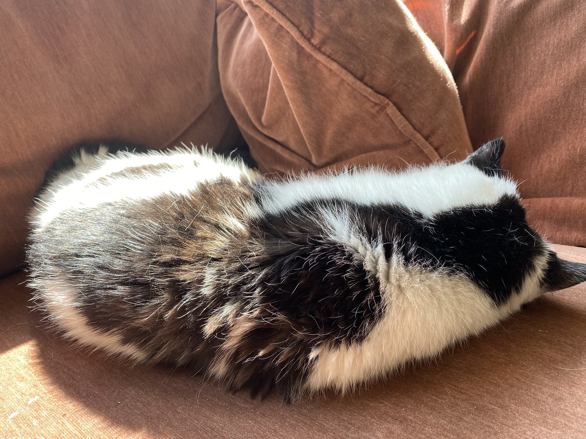 Biffathecat's tweet photo. Enjoying the sunshine

#CatsofTwittter #BeLikeBiffa https://t.co/RGZX93CC3K