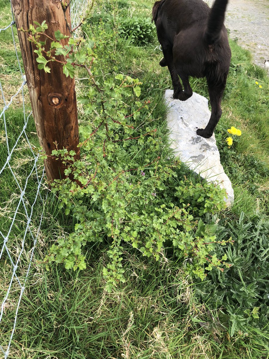 Melstokes_1999's tweet photo. If you plant it it will grow 🌳 #hedgerow #tipperary #nativehedge https://t.co/iFJhVLPuLE