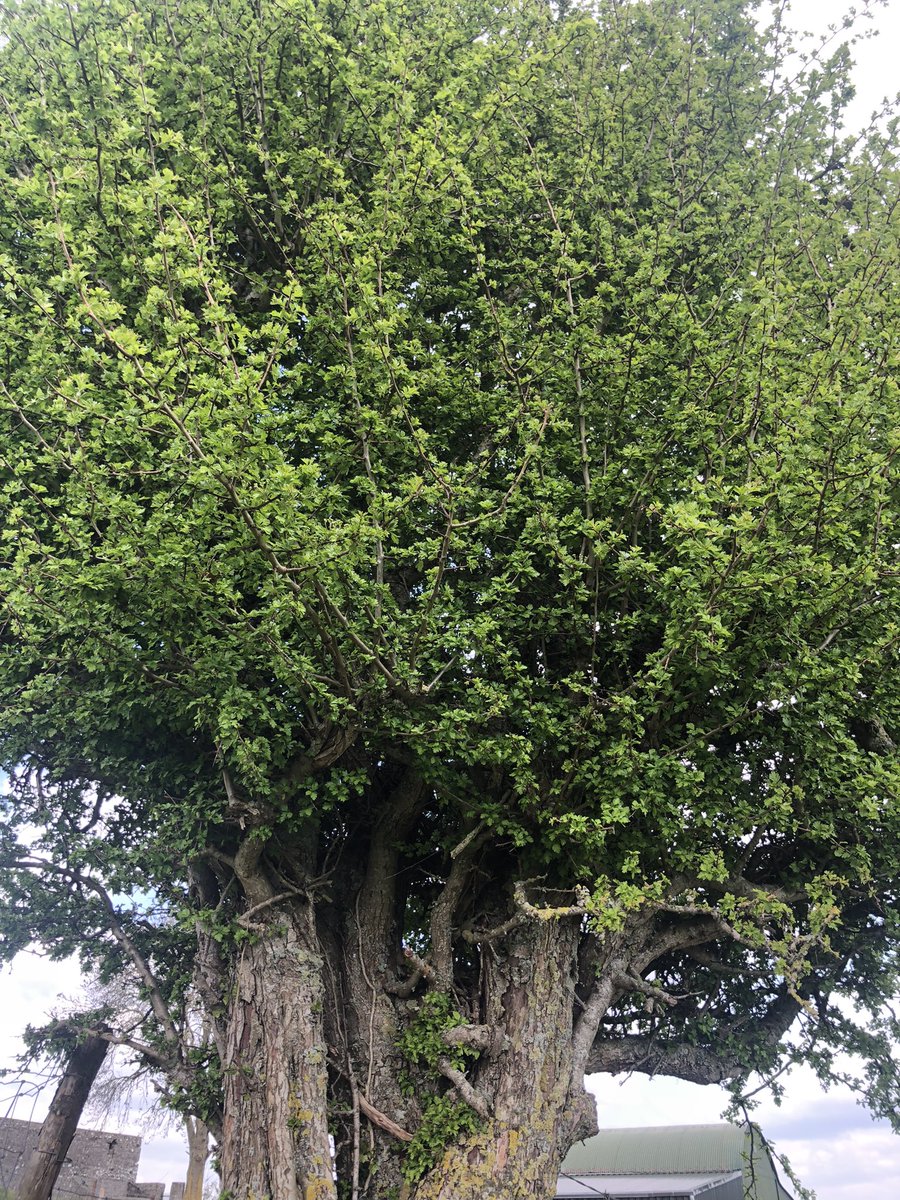 Melstokes_1999's tweet photo. If you plant it it will grow 🌳 #hedgerow #tipperary #nativehedge https://t.co/iFJhVLPuLE