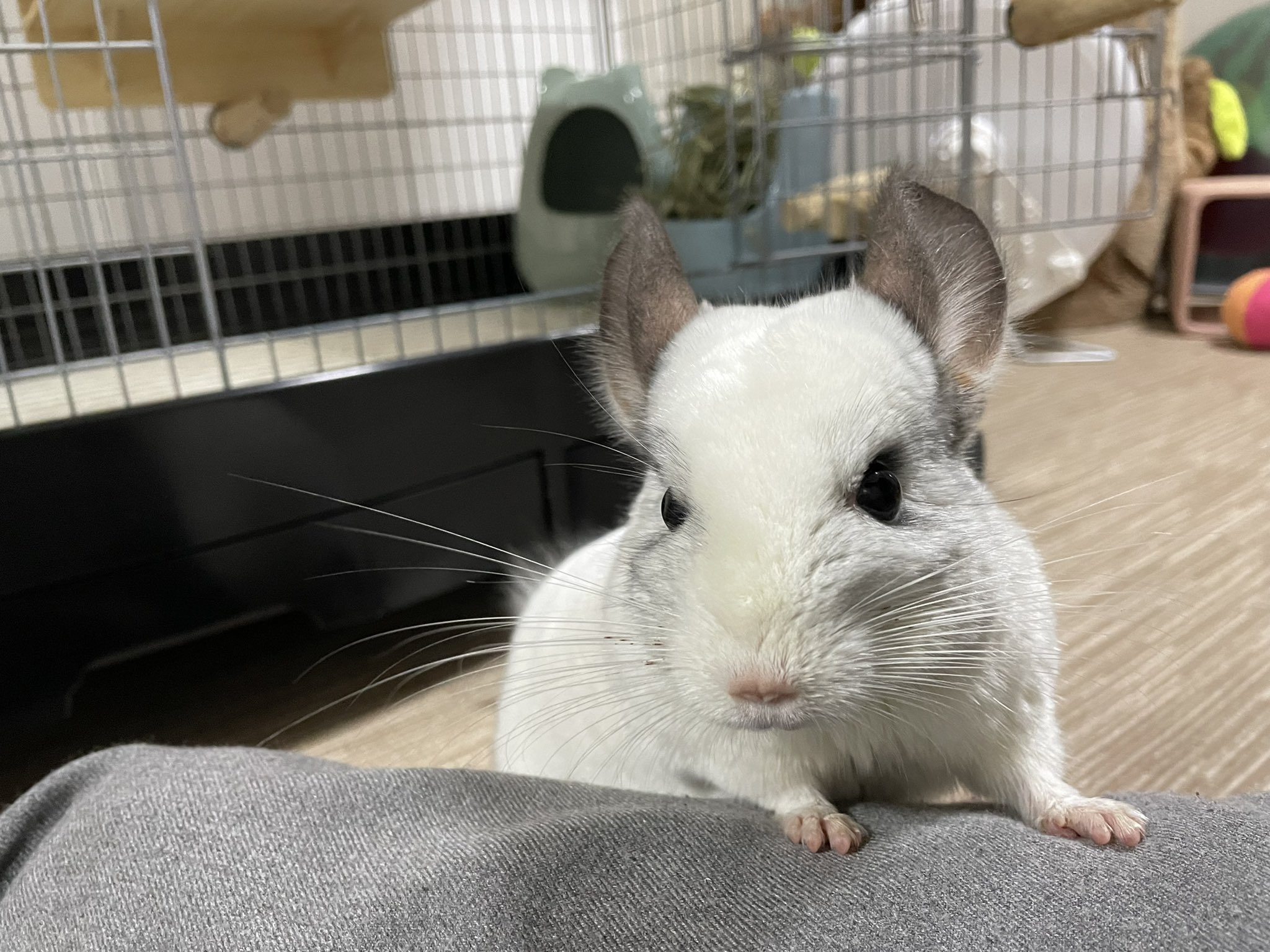 チンチラのハクちゃん Nabeowata Twitter