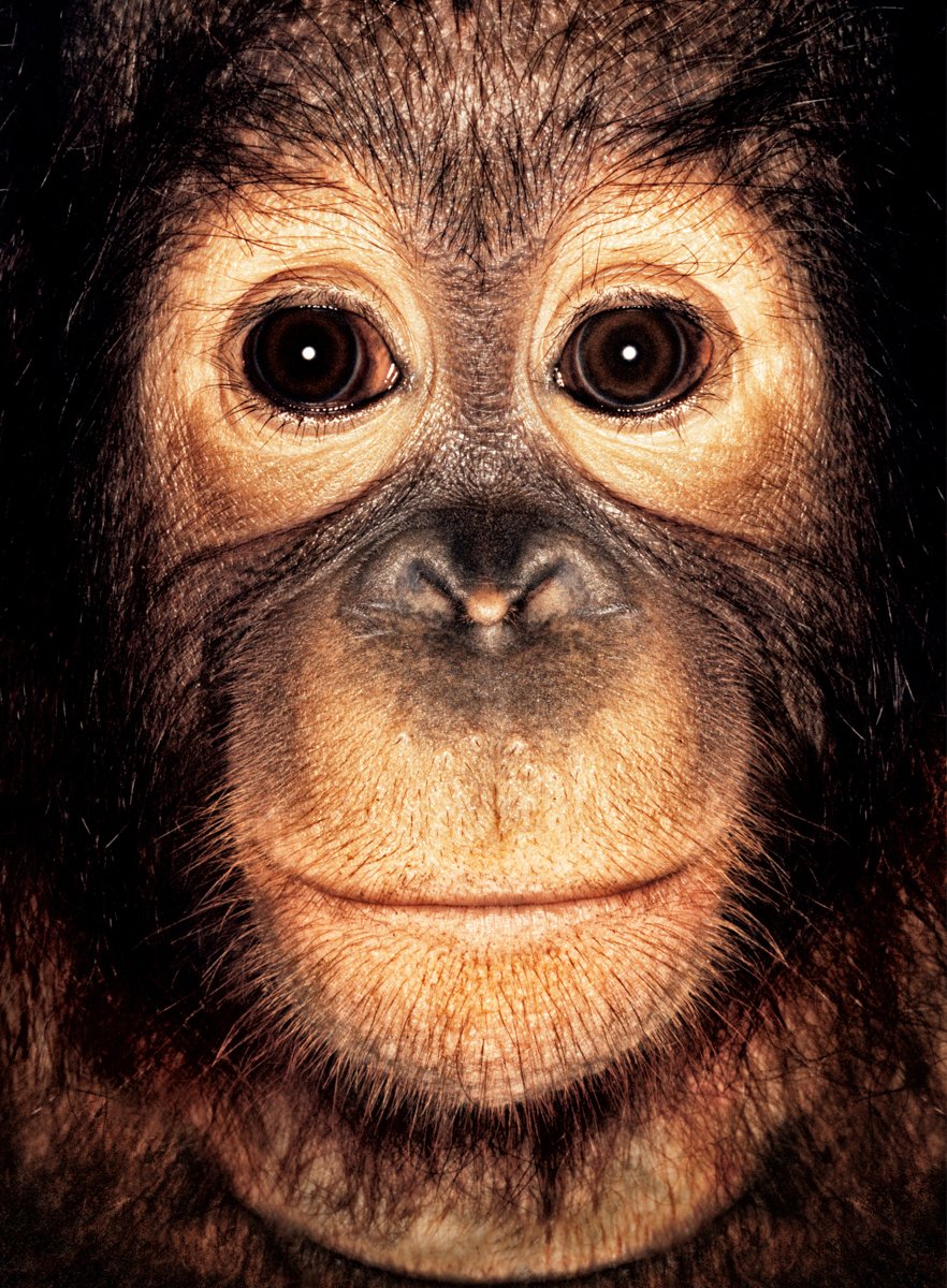 ART3io's tweet photo. Gn from Ciu, the protective, brown-eyed orangutan from Sumatra who only swings from trees when it's absolutely necessary.
Last sold 0.75 Ξ © James Mollison
#JAPES #JapeIn @JennyMetaverse @opensea @MollisonJames https://t.co/iCcpSYeq2l https://t.co/m4tC4mbhFs