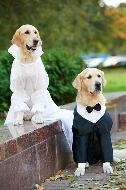 Coach_Guge's tweet photo. Ahhh, springtime in New England…it’s come to my attention that it’s wedding season for some #BIGDOGS…just remember, a #BIGDOG does it right, including attire, best man, &amp; officiant…it’s got to be #BIGDOG top to bottom! #JohnInNewport https://t.co/mAcvZWImzA