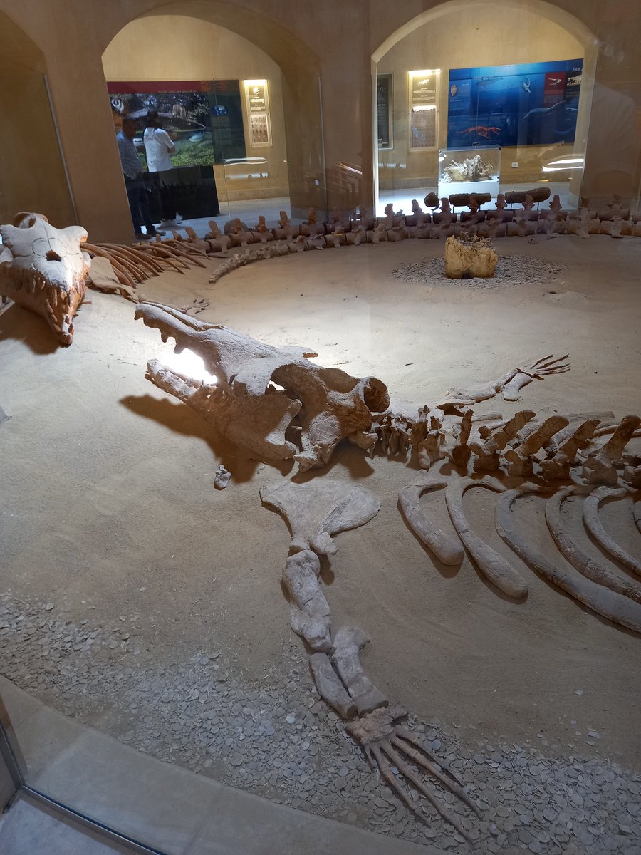 reeshistory's tweet photo. So much to see in the desert! I went for the site of Karanis, I stayed to see whale fossils and a waterfall. #ResearchTrip #WritingPrep https://t.co/Czc7LSmoCJ