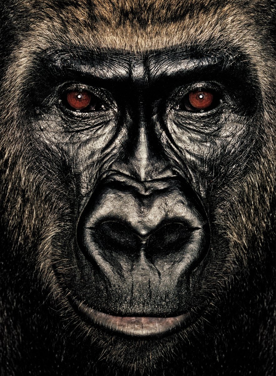 ART3io's tweet photo. Gn from Mpoumbou, the dignified and most graceful gorilla with powerfully piercing copper eyes.
Last sold 0.9 Ξ © James Mollison
#JAPES #JapeIn @JennyMetaverse @opensea @MollisonJames https://t.co/ppMrKtJgOf https://t.co/6YUl2OiIht