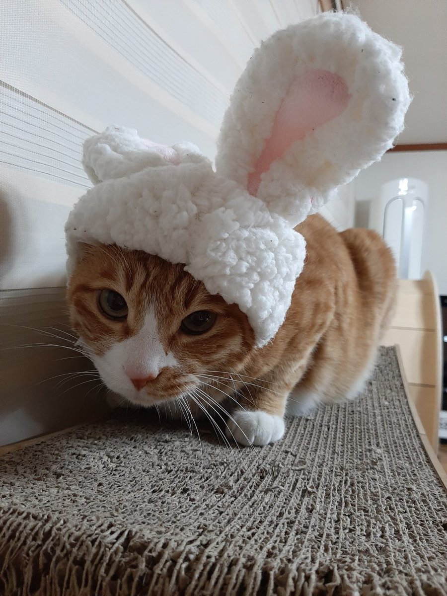 skzwithstay8's tweet photo. LK 💭 - 🌱
[230422] 11:15 PM KST

*pictures of Soonie Doongie Dori

They’re copying me

Oh dear

Why does Dori look so wronged

ㅋㅋㅋㅋㅋㅋㅋㅋ https://t.co/Bf50RAh5e4