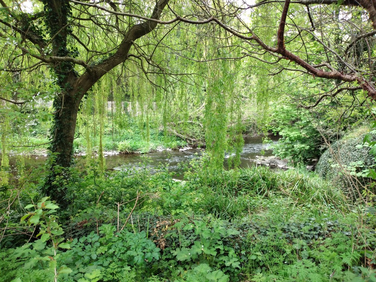 ElizabethMerry1's tweet photo. Taken at the Dodder river this afternoon. Even when it's a dull day, this walk is enchanting. ❤️
#dodderriver #dublin6 #River #riverwalk #riversedge #trees #nature #spring #April #springinireland #photographs https://t.co/tgjLrUvJSs